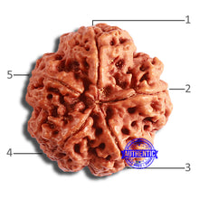 Load image into Gallery viewer, 5 Mukhi Rudraksha from Nepal - Bead No. 377
