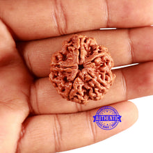 Load image into Gallery viewer, 5 Mukhi Rudraksha from Nepal - Bead No. 377

