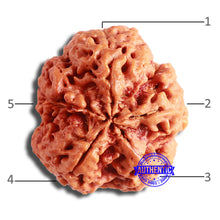 Load image into Gallery viewer, 5 Mukhi Rudraksha from Nepal - Bead No. 378
