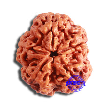 Load image into Gallery viewer, 5 Mukhi Rudraksha from Nepal - Bead No. 378
