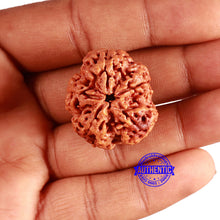 Load image into Gallery viewer, 5 Mukhi Rudraksha from Nepal - Bead No. 378
