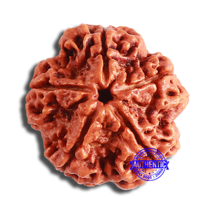 5 Mukhi Rudraksha from Nepal - Bead No. 379