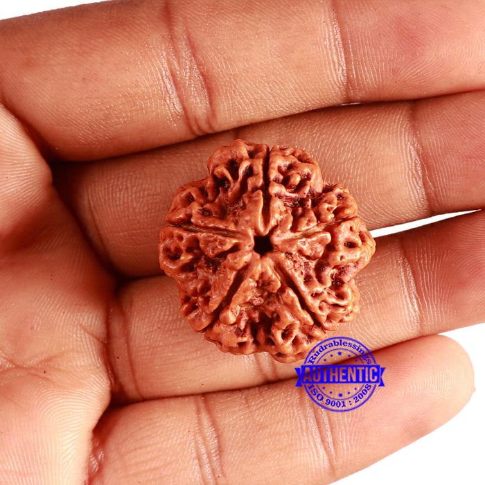5 Mukhi Rudraksha from Nepal - Bead No. 379