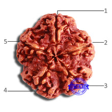 Load image into Gallery viewer, 5 Mukhi Rudraksha from Nepal - Bead No. 380
