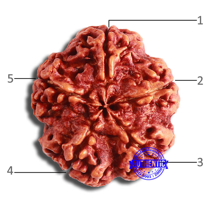5 Mukhi Rudraksha from Nepal - Bead No. 380