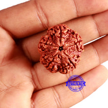 Load image into Gallery viewer, 5 Mukhi Rudraksha from Nepal - Bead No. 380
