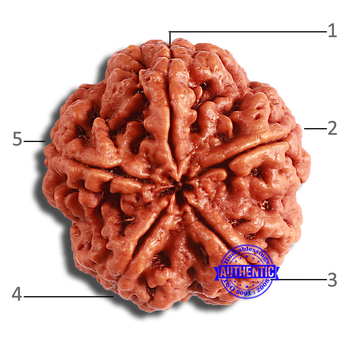5 Mukhi Rudraksha from Nepal - Bead No. 381