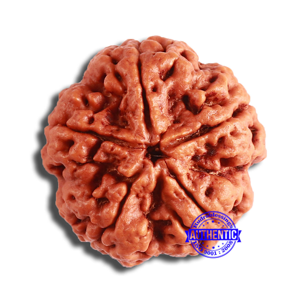 5 Mukhi Rudraksha from Nepal - Bead No. 381