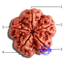 Load image into Gallery viewer, 5 Mukhi Rudraksha from Nepal - Bead No. 382
