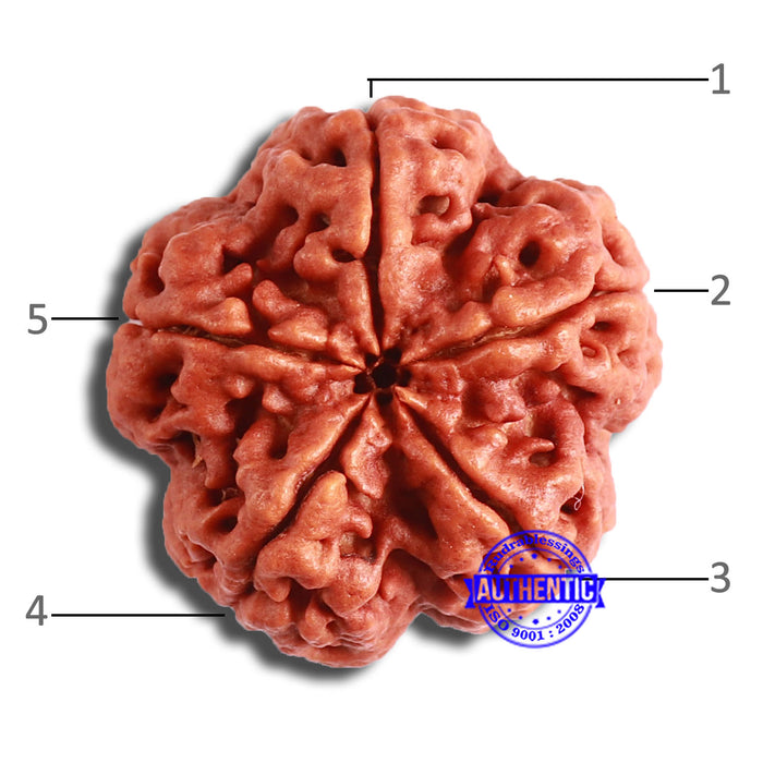 5 Mukhi Rudraksha from Nepal - Bead No. 382