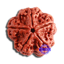 Load image into Gallery viewer, 5 Mukhi Rudraksha from Nepal - Bead No. 382
