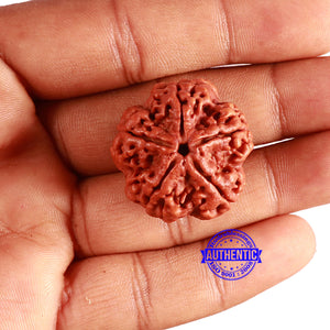 5 Mukhi Rudraksha from Nepal - Bead No. 382