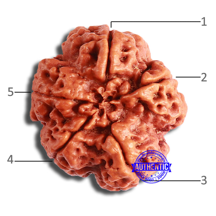 5 Mukhi Rudraksha from Nepal - Bead No. 383