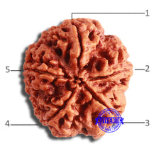 Load image into Gallery viewer, 5 Mukhi Rudraksha from Nepal - Bead No. 384
