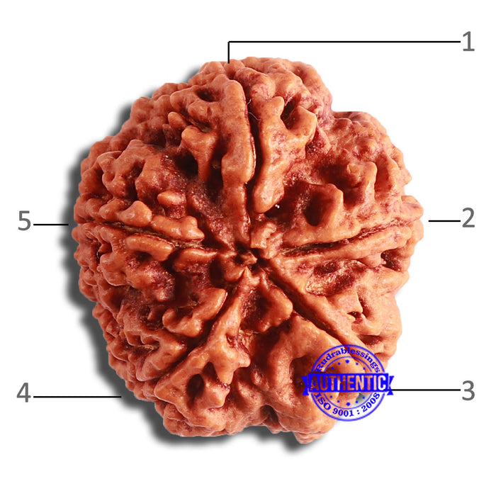 5 Mukhi Rudraksha from Nepal - Bead No. 384