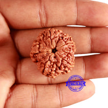 Load image into Gallery viewer, 5 Mukhi Rudraksha from Nepal - Bead No. 384
