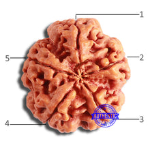 Load image into Gallery viewer, 5 Mukhi Rudraksha from Nepal - Bead No. 385
