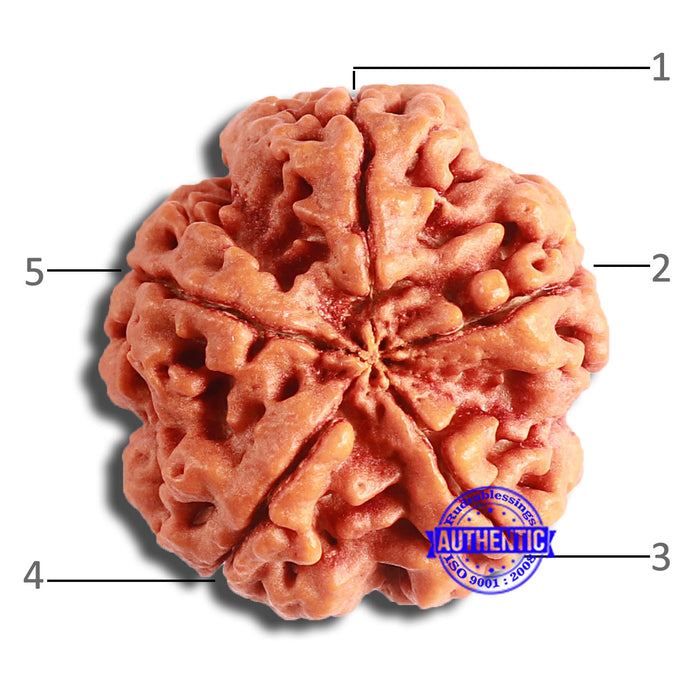 5 Mukhi Rudraksha from Nepal - Bead No. 385