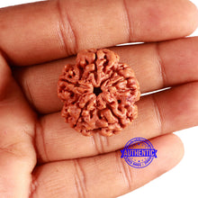 Load image into Gallery viewer, 5 Mukhi Rudraksha from Nepal - Bead No. 385
