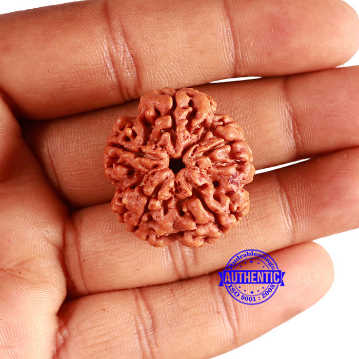 5 Mukhi Rudraksha from Nepal - Bead No. 385