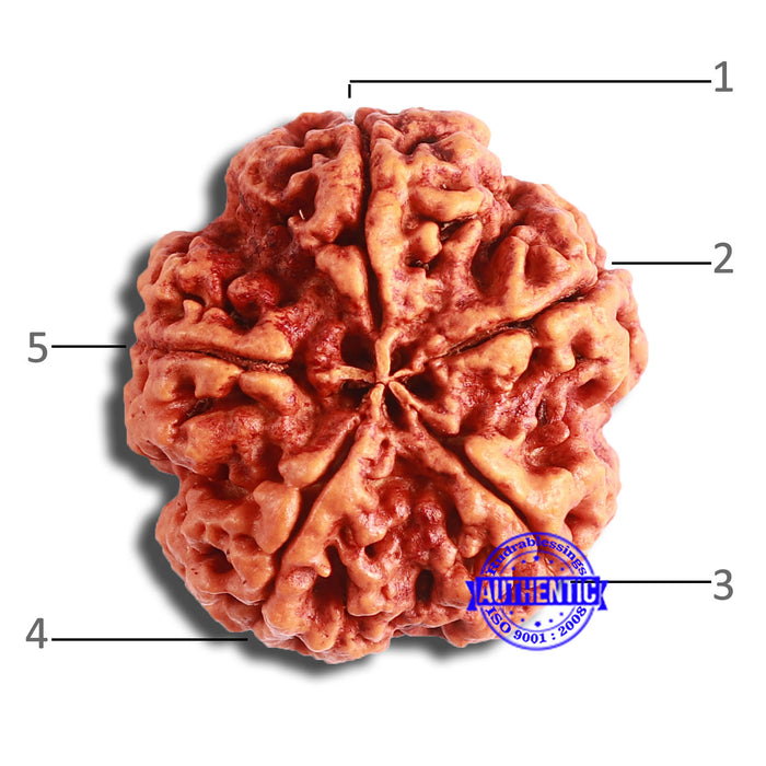 5 Mukhi Rudraksha from Nepal - Bead No. 387