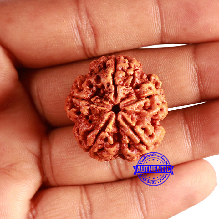 5 Mukhi Rudraksha from Nepal - Bead No. 387