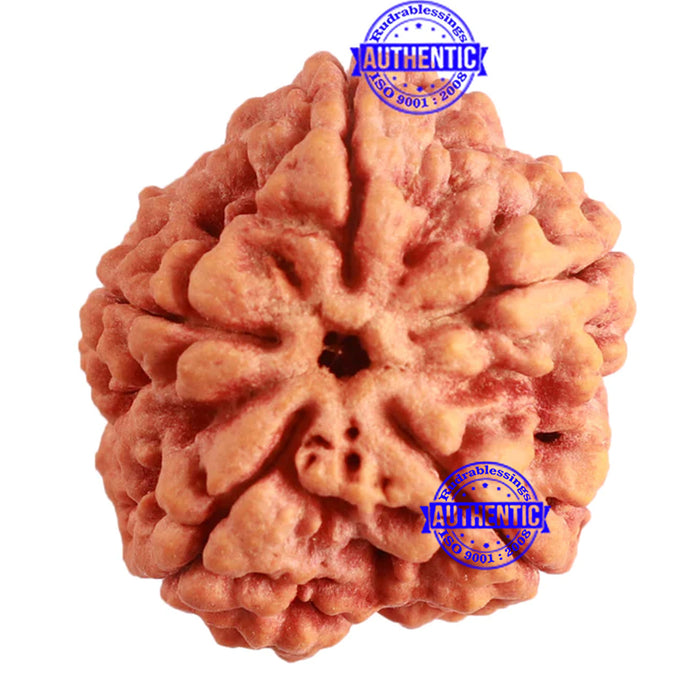 5 Mukhi Rudraksha from Nepal - Bead No. 263