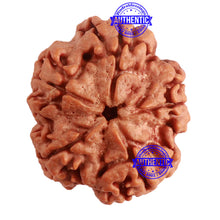 Load image into Gallery viewer, 5 Mukhi Rudraksha from Nepal - Bead No. 277
