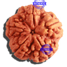 Load image into Gallery viewer, 5 Mukhi Rudraksha from Nepal - Bead No. 288
