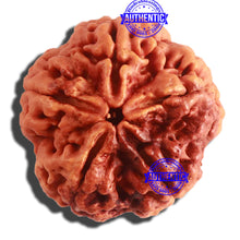 Load image into Gallery viewer, 5 Mukhi Rudraksha from Nepal - Bead No. 289
