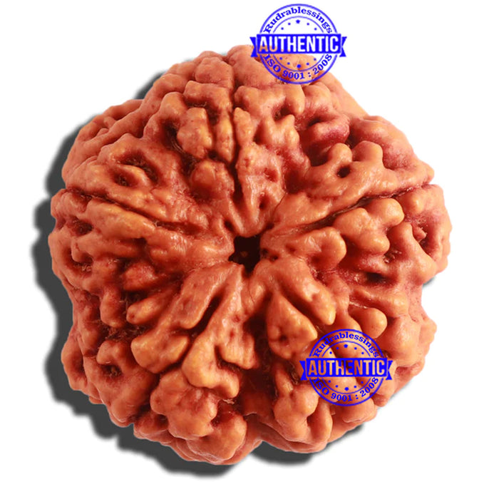 5 Mukhi Rudraksha from Nepal - Bead No. 299