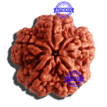 Load image into Gallery viewer, 5 Mukhi Rudraksha from Nepal - Bead No. 307

