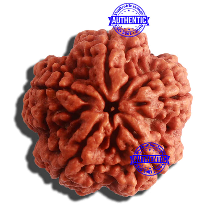 5 Mukhi Rudraksha from Nepal - Bead No. 307