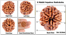 Load image into Gallery viewer, 6 Mukhi Rudraksha from Nepal - Bead No. 78
