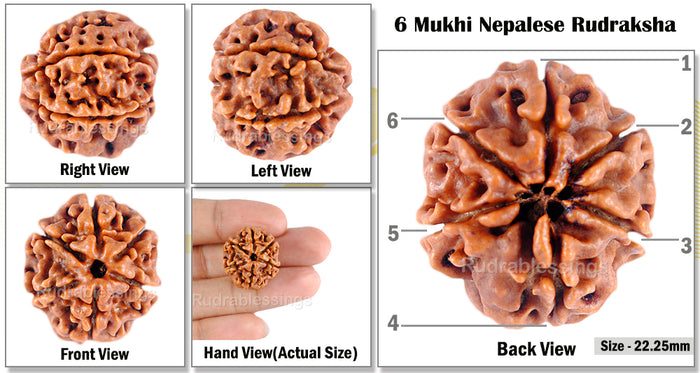 6 Mukhi Rudraksha from Nepal - Bead No. 78