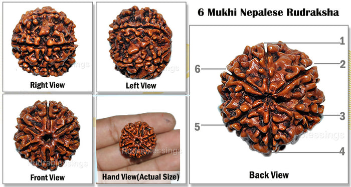 6 Mukhi Nepalese Rudraksha - Big Size