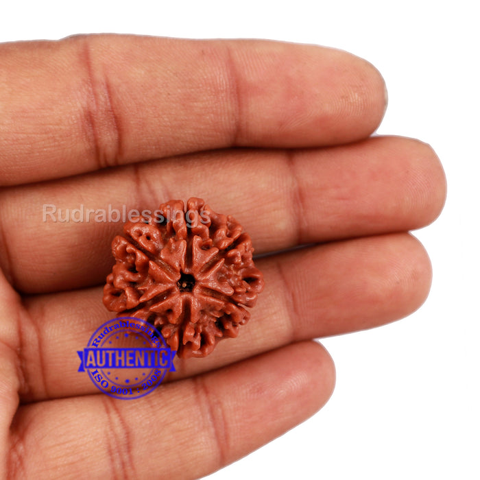 6 Mukhi Rudraksha from Nepal - Bead No. 160