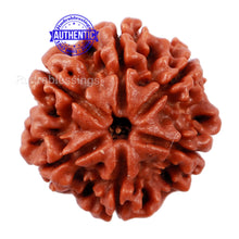 Load image into Gallery viewer, 6 Mukhi Rudraksha from Nepal - Bead No. 160
