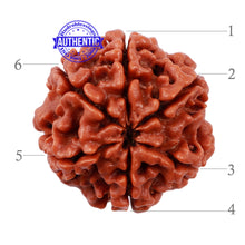 Load image into Gallery viewer, 6 Mukhi Rudraksha from Nepal - Bead No. 160
