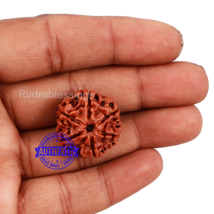 6 Mukhi Rudraksha from Nepal - Bead No. 161
