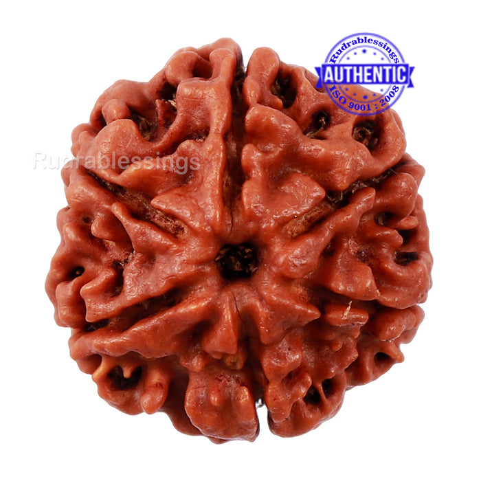 6 Mukhi Rudraksha from Nepal - Bead No. 161