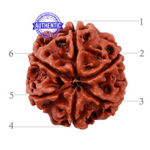 Load image into Gallery viewer, 6 Mukhi Rudraksha from Nepal - Bead No. 161
