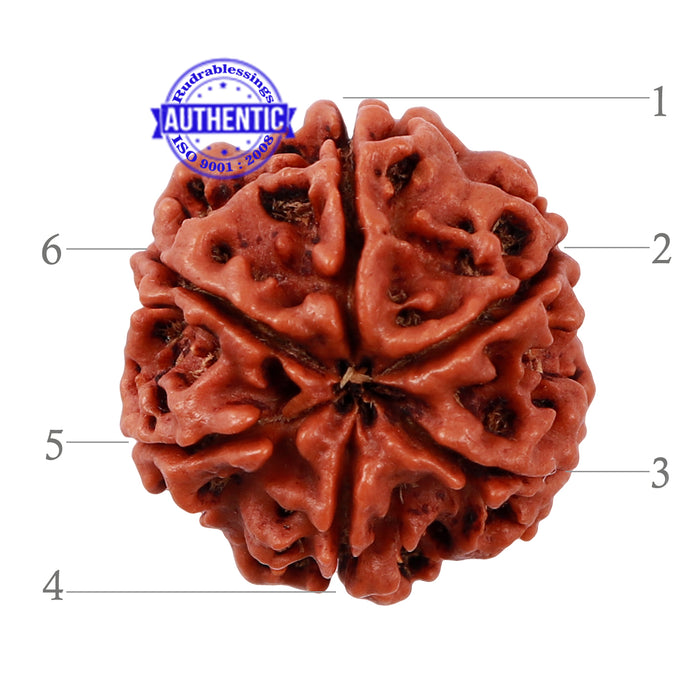 6 Mukhi Rudraksha from Nepal - Bead No. 161