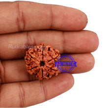 Load image into Gallery viewer, 6 Mukhi Rudraksha from Nepal - Bead No. 165
