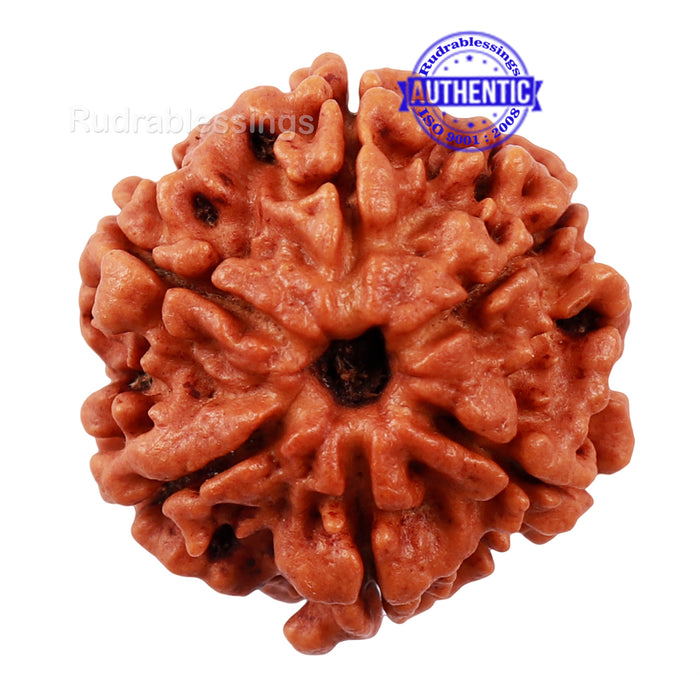 6 Mukhi Rudraksha from Nepal - Bead No. 165