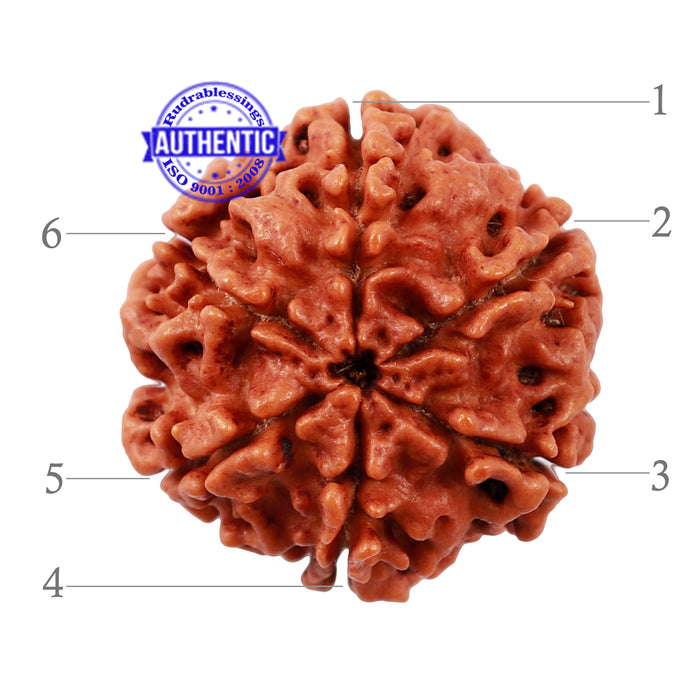 6 Mukhi Rudraksha from Nepal - Bead No. 165