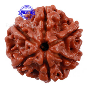 6 Mukhi Rudraksha from Nepal - Bead No. 175