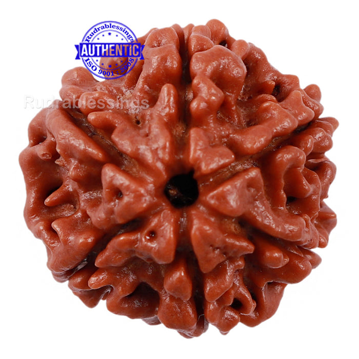 6 Mukhi Rudraksha from Nepal - Bead No. 175