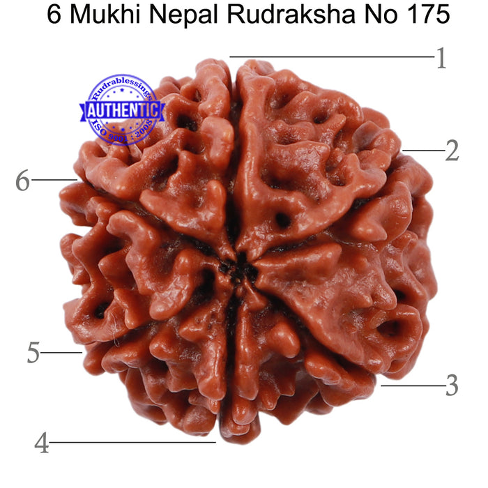 6 Mukhi Rudraksha from Nepal - Bead No. 175