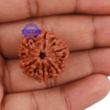 Load image into Gallery viewer, 6 Mukhi Rudraksha from Nepal - Bead No. 177
